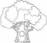 Tree Coloring Oak Pages Colouring Family Big Banyan Drawing Outline Life Clipart History Trees Leaves Without Printable Color Trunk Getcolorings sketch template