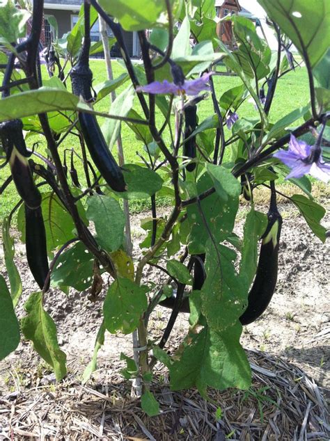 japanese eggplant eggplant plants garden