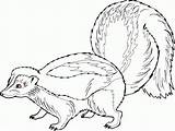 Skunk Ausmalbild Stinktiere Skunks Mofetas sketch template