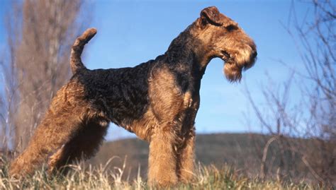 airedale terrier   dogs