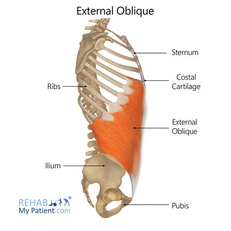 external oblique rehab  patient