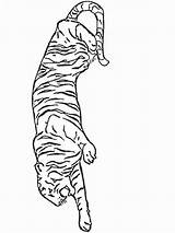 Colorat Animale Tigri Planse P16 Desene Primiiani Isteti Copii Cele Prin Cauta sketch template