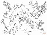 Colorare Camaleonte Kameleon Chameleon sketch template