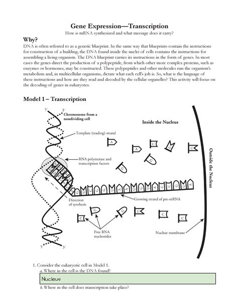gene expression transcription worksheet gene expression