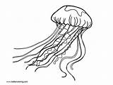 Jellyfish Coloring Pages Printable Simple Kids Color Adults Print sketch template
