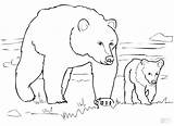Coloring Pages Bear Animals Arctic Polar Standing Snowshoe Preschoolers Preschool Pdf Printable Express Getcolorings Getdrawings Drawing Animal Print Colorings Anima sketch template