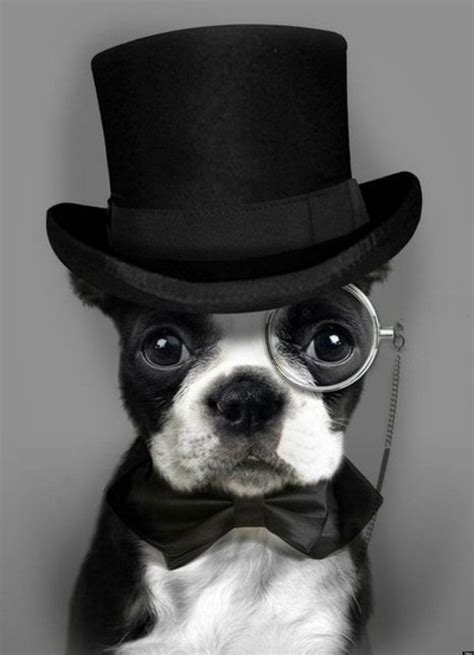fancy dogs  dressed   cuteness overload huffpost