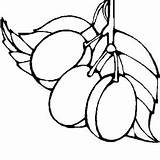 Prune Coloriage Dessin sketch template