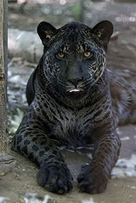 The Nicest Pictures Jazhara Is A Jaglion The Jaglions Have A Jaguar