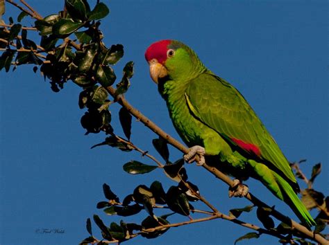 fred walsh  red crowned parrot