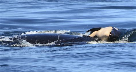 mamma orca  lutto trascina il corpo del suo piccolo ormai morto