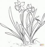 Coloring Daffodil Narcissus Daffodils Colorat Narcise Narzisse Flori Planse Jonquille Malvorlagen Malvorlage Primavara Narcisa Pentru Desene Flowers Supercoloring Pseudonarcissus Imagini sketch template