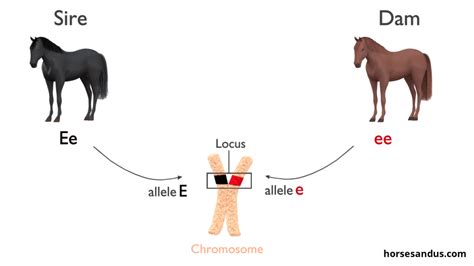 basics  horse color genetics explained  pictures