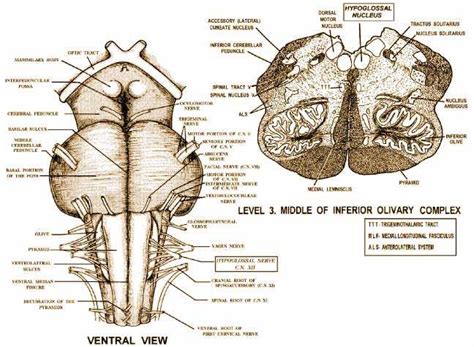 hypoglossal nerve anatomy edoctoronlinecom