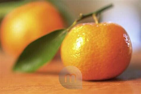 bildagentur mauritius images mandarine citrus reticulata suedfrucht