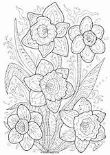 Colouring Pages Daffodil Doodle Coloring Spring Hard Kids Older Color Flower Daffodils Mindfulness Adults Sheets Activityvillage Mandala Book Pattern Colorings sketch template