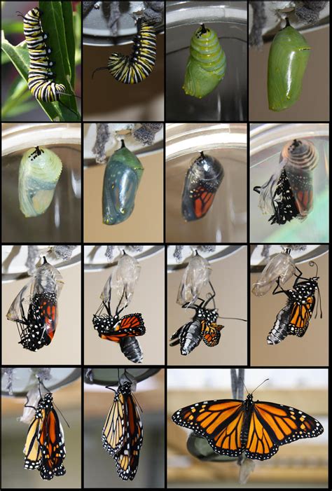 monarch butterfly life cycle by helenparkinson on deviantart