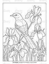 Flower Hummingbird Licensing Artlicensing sketch template