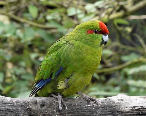 red crowned parrot ebirdr