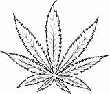 Cannabis Marijuana Draw sketch template