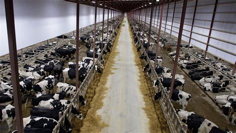 massive dairy farms  locals debate  manure    cattle  safely spread   land