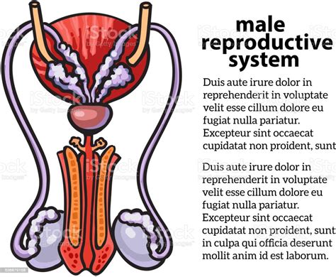Male Reproductive Anatomy Labeled Male Reproductive System Of Humans