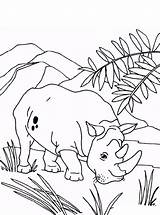 Neushoorn Rhino Nashorn Rhinoceros Kleurplaat Maak Kleurplaten Persoonlijke Kalender sketch template