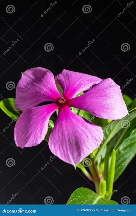 flowering purple vinca blossom macro stock image image  ground
