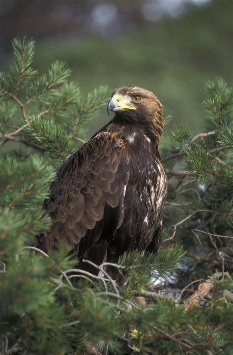 wild scotland wildlife  adventure tourism birds birds  prey golden eagle