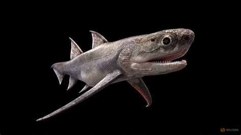 chinese fish fossils   bite   mystery  origin  jaws cna