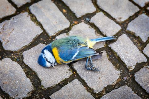 billions of birds die annually from flying into windows — here s why