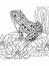 Coloring Pages Frog Adults Zentangle Adult Printable Bright Teens Colors Favorite Choose Color sketch template