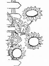 Sunflower Mycoloring Printable sketch template