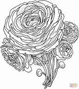 Flower Coloring Pages Peony Printable Realistic Advanced Color Flowers Colorir Para Online Peonies Colouring Supercoloring Version Click Flor Peonia Super sketch template