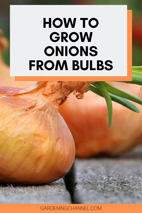 grow onions  bulbs gardening channel growing onions