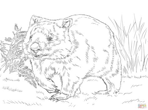common wombat coloring page  printable coloring pages