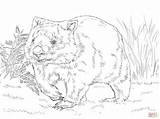 Wombat Coloring Pages Common Printable Para Colorear Australian Animals Main Dibujo Drawing Skip Animal sketch template