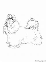 Tzu Shih Coloring Pages Getcolorings Printable Color Print sketch template