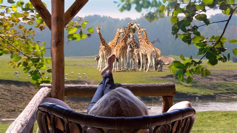safaripark beekse bergen baut safari resort eroeffnung