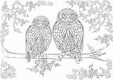 Adult Owls Verbnow Creating sketch template