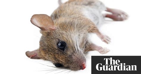 No More Rats New Zealand To Exterminate All Introduced Predators