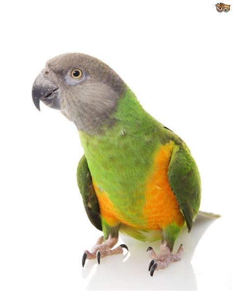senegal parrot petshomes senegal parrot parrot pet parrot