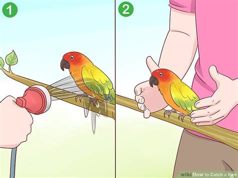 ways  catch  bird wikihow