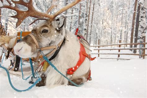 Science Proves Santa S Reindeer Are Actually All Female The Independent