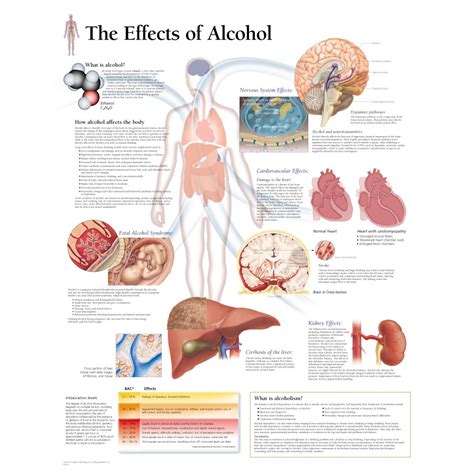 diagrams the effects of alcohol human body
