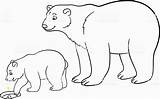 Bear Coloring Pages Polar Baby Cave Mother Her Arctic Animals Colorings Captivating Animal Little Stock Vektor Und Divyajanani Printable sketch template