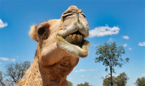 a dairy solution for australia s out of control feral camels modern