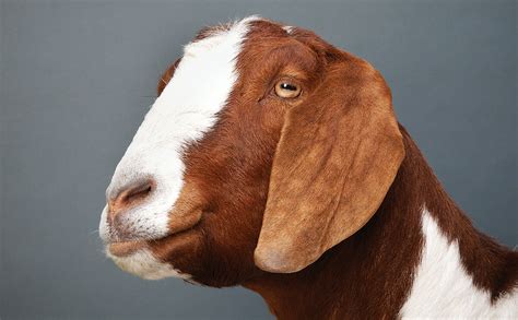 which goat is right for you modern farmer