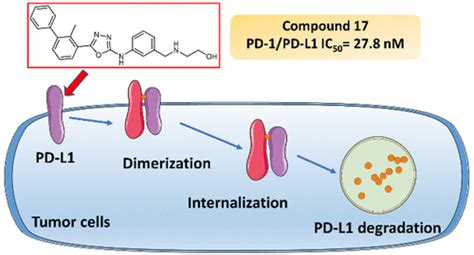 Discovery Of Small Molecule Inhibitors Of The Pd 1 Pd L1 Axis That