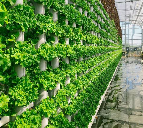 worlds  advanced vertical farm opens  green optimistic